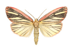Melanaema venata