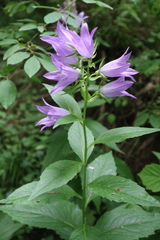 Campanula latifolia
