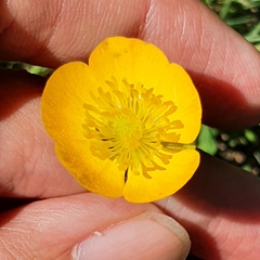 Ranunculus macrophyllus image