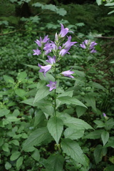Campanula latifolia