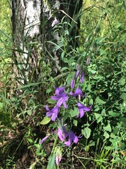 Campanula rapunculoides