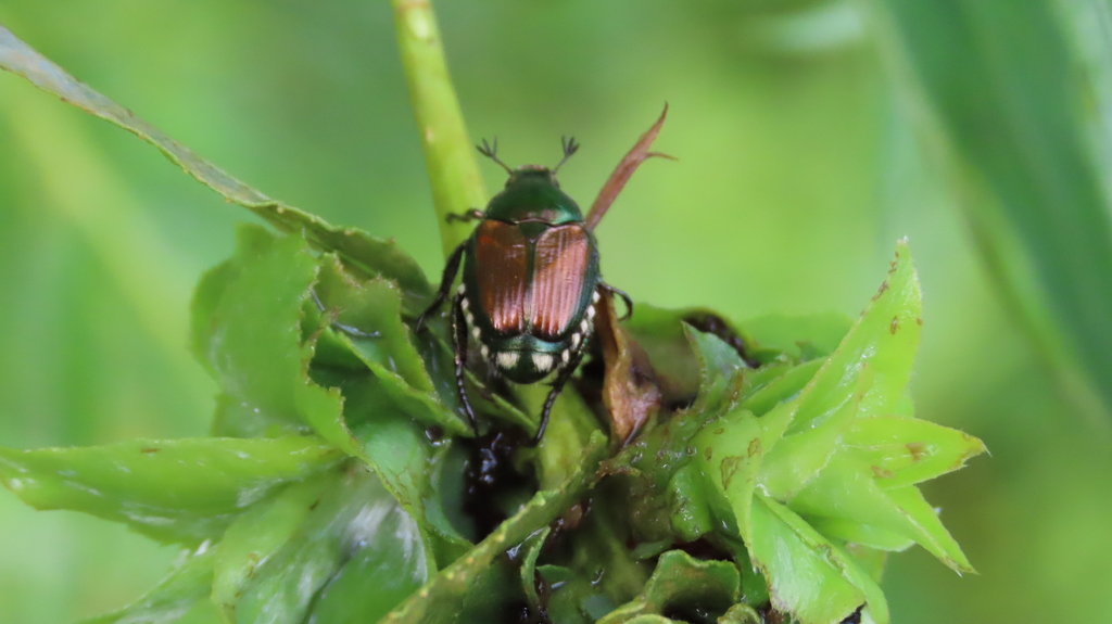 Japanese Beetle from Dane, Wisconsin, United States on June 30, 2021 at ...