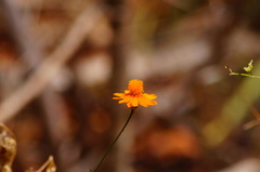 Adenophyllum aurantium