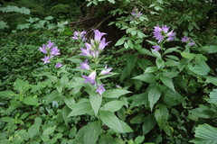 Campanula latifolia