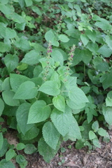 Stachys sylvatica