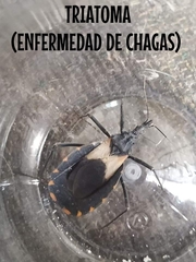 Triatomini