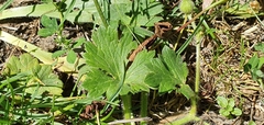 Ranunculus macrophyllus image