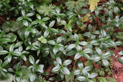 Vinca minor