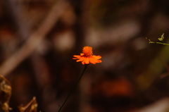 Adenophyllum aurantium