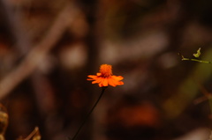 Adenophyllum aurantium