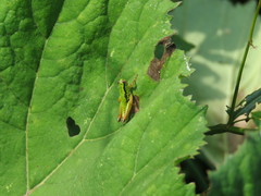 Micropodisma salamandra