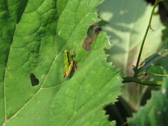 Micropodisma salamandra