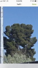 Magnoliopsida