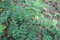 Astragalus glycyphyllos