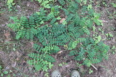 Astragalus glycyphyllos
