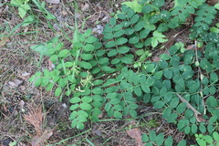 Astragalus glycyphyllos
