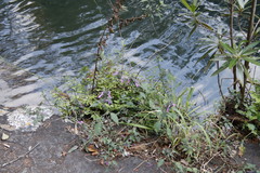 Dicliptera clinopodia