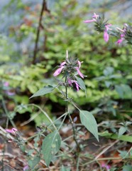 Dicliptera clinopodia