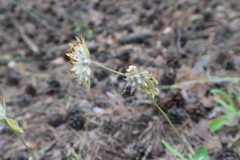 Anthyllis vulneraria polyphylla