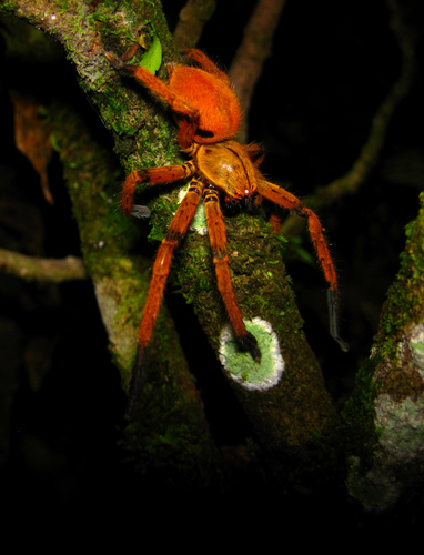 Orange huntsman spider