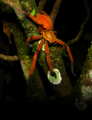 Olios simoni