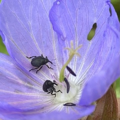Zacladus geranii