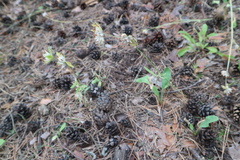 Anthyllis vulneraria polyphylla