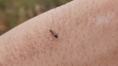 Dolichoderus plagiatus