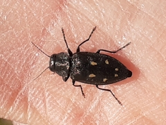 Phaenops drummondi