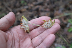Anthyllis vulneraria polyphylla
