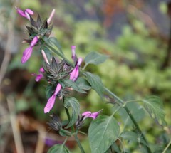 Dicliptera clinopodia