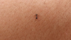 Dolichoderus plagiatus