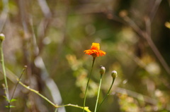 Adenophyllum aurantium