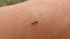 Dolichoderus plagiatus