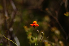 Adenophyllum aurantium