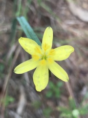 Tricoryne