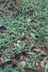 Pilosella officinarum