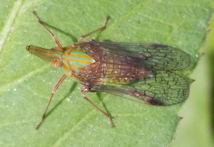 Raivuna patruelis