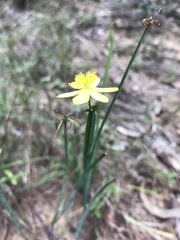 Tricoryne