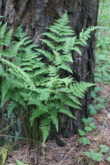 Dryopteris carthusiana