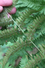 Dryopteris carthusiana