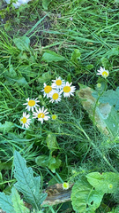 Tripleurospermum inodorum