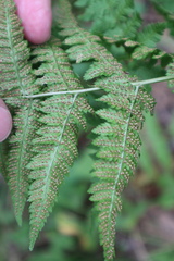 Dryopteris carthusiana