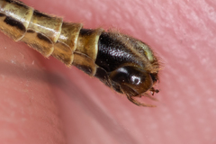 Nephrotoma dorsalis