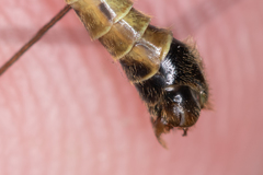 Nephrotoma dorsalis