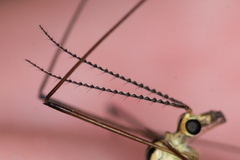 Nephrotoma dorsalis