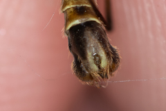 Nephrotoma dorsalis