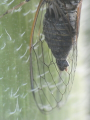 Tettigettula pygmea
