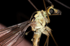 Nephrotoma dorsalis