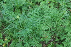 Cardamine impatiens